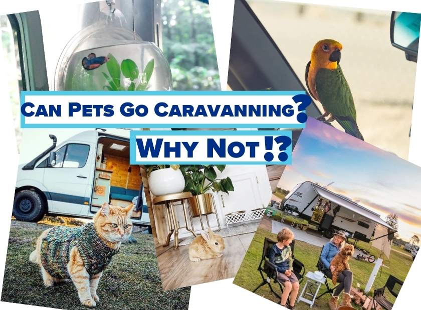 Can Pets Go Caravanning 